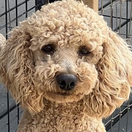 Shiloh - Poodle
