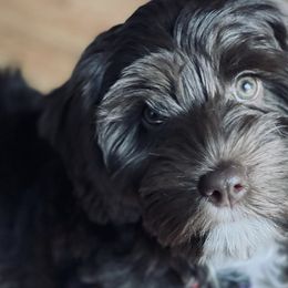 Australian Labradoodles from Great Bridge Labradoodles, LLC