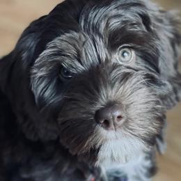 Australian Labradoodles from Great Bridge Labradoodles, LLC