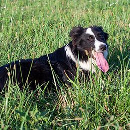 Gia - Border Collie