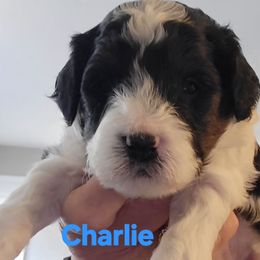 Charlie - Black and white male Cavapoo puppy in Bourbonnais, Illinois from Maggie's Cavapoo Puppies