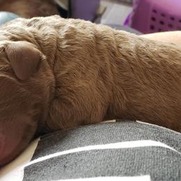 Chesapeake Bay Retriever Puppies from Bellus Chesapeakes