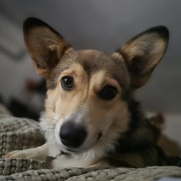 Lainey - Pembroke Welsh Corgi