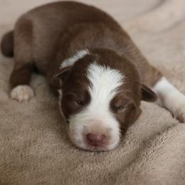 Teal Collar - Red female Border Collie puppy in Courtland, Alabama from C Bar C Ranch Border Collies