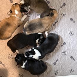 American Corgi and Pembroke Welsh Corgi Puppies from Coastal country Farms