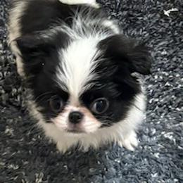 Girl 1 - Black and white female Japanese Chin puppy in San Diego, California from Itty Bittys