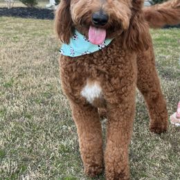 Goldendoodle All Grown Up from Doodlesbyhoney