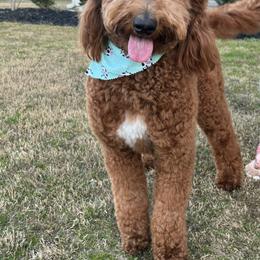 Goldendoodle All Grown Up from Doodlesbyhoney