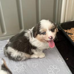 Iggy - Fluffy Bluie Merle - Blue merle and white male American Corgi puppy in Anderson, California from Flying K Corgis
