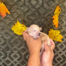 Im Your Puppet - Apricot male Poodle puppy in Hemet, California from Vallevistadoodles