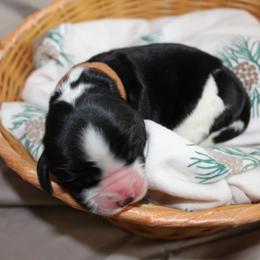 Teak - Black and white male English Springer Spaniel puppy in Lexington, South Carolina from House Tiner Springers