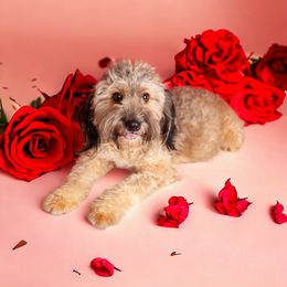 Melba - Bernedoodle