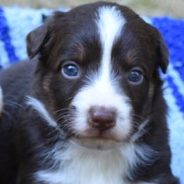 Java - Red tri-color female Australian Shepherd puppy in Darrington, Washington from Cart River Aussies