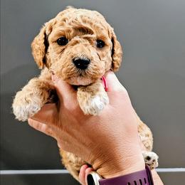Angel - Red  female Goldendoodle puppy in Forest, Ohio from Mini Doodle Buddies