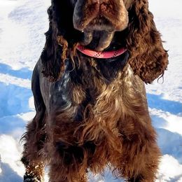 Hannah - English Springer Spaniel