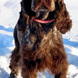 Hannah - English Springer Spaniel