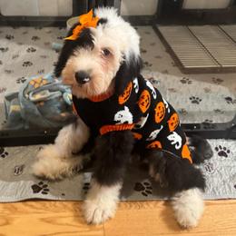 CHEESECAKE - Black and white female Sheepadoodle puppy in Riverside, California from Downtown Doodles & Frenchies