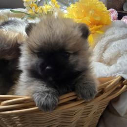 Alpha - Wolf sable female Pomsky puppy in Fallon, Nevada from Amazing High Desert Pomskys