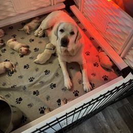 Labrador Retriever Puppies from SR Labrador Retrievers