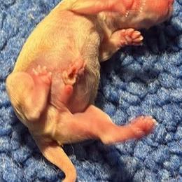 Todd - Cream male Chihuahua puppy in Westport, New York from Chantilly chihuahuas