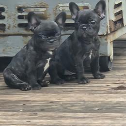 Indie - Brindle and white female French Bulldog puppy in Belvidere, Nebraska from Amore Kennel