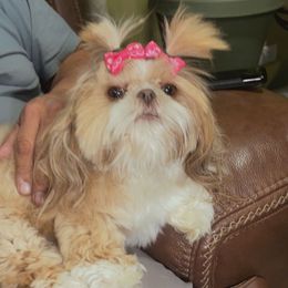 Lexi - Shih Tzu