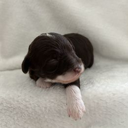 Girl 2 - Chocolate female Goldendoodle puppy in Nashville, Tennessee from Tumbling Creek GoldenDoodles