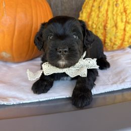 Maple - Black and white female Aussiedoodle puppy in Eastland, Texas from H5 Mini Doodles
