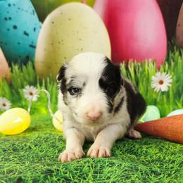 Honey Bee - Black and white female Border Collie puppy in Avilla, Indiana from Borderline Kennels