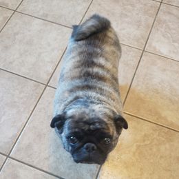 Puddin - Pug