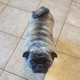 Puddin - Pug