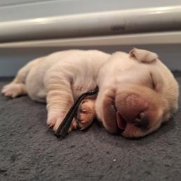 Text Me - Yellow female Labrador Retriever puppy in Martinsburg, West Virginia from Fetching Labrador Retrievers