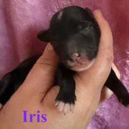 Iris - Black and white female Chinese Crested puppy in Sweet Home, Oregon from Rhapsody Poodles & Cresteds