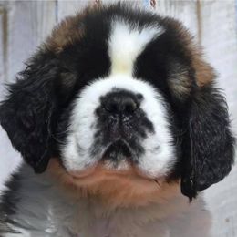 Saint Bernard Puppies from Covered Bridge Saint Bernards
