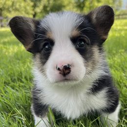 Pepper ($1,500) - Black and tan Pembroke Welsh Corgi puppy in Blue Ridge, Georgia from My Shepherd’s Dream Farm Corgis