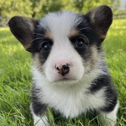 Pepper ($1,500) - Black and tan Pembroke Welsh Corgi puppy in Blue Ridge, Georgia from My Shepherd’s Dream Farm Corgis