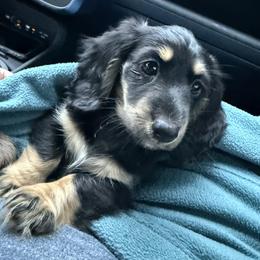 Royce - Black and cream male Dachshund puppy in Jackson's Gap, Alabama from Lake Martin Doxies
