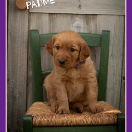 Padme - Dark golden female Golden Retriever puppy in Driggs, Idaho from SK Golden Retrievers