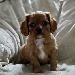 Ronnie - Ruby male Cavalier King Charles Spaniel puppy in Lula, Georgia from Cavaliers by Crumley