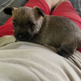 Cairn Terrier Puppies from Shining Waters Farm