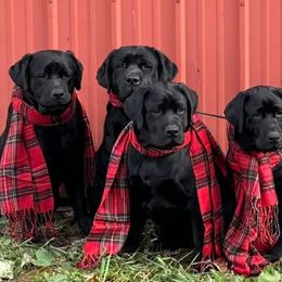 Labrador Retrievers from Skyline Hill Labradors
