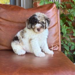 Dune - Chocolate merle male Bernedoodle puppy in Tulsa, Oklahoma from The Poodle Co. Raising Doodles & Poodles