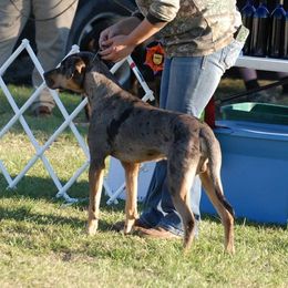 Boudin - Catahoula Leopard Dog