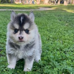 Cuddles - Gray and white female Pomsky puppy in La Verne, California from Red Cedar Pomskies