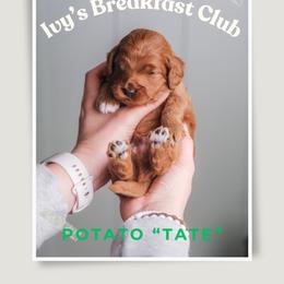 Tate - Red  male Goldendoodle puppy in New Lenox, Illinois from New Doods On The Block