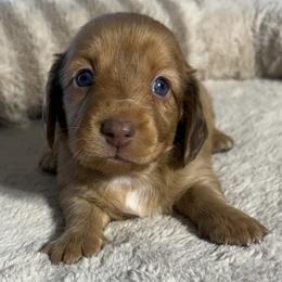 Elaine - Dapple female Dachshund puppy in Gold Canyon, Arizona from Silverking Kennels