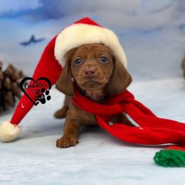 Dachshund, Pomeranian, and Poodle Puppies from Cuddles n Curls