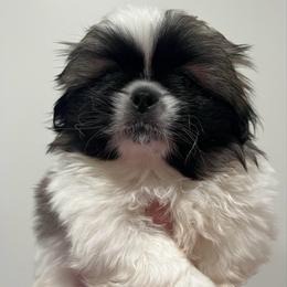 Full AKC Brinkz - Fawn sable male Pekingese puppy in Pennsylvania from Triple I Pekes