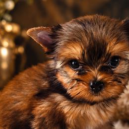 Russian Salon Dogs and Yorkshire Terriers from Hunting Hills Petit Luxe Babydolls