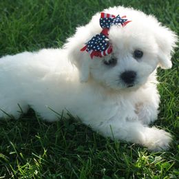Bichon Frises, Companion Crosses, Maltipoos, and Poodles from Panther Creek Road